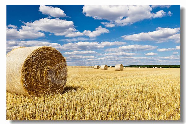 燃气锅炉接纳湿背式炉体结构有什么优势？？