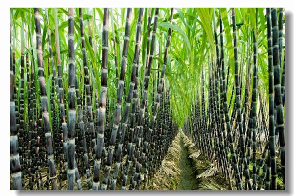 燃气锅炉运行前为什么要举行水压试验？？？