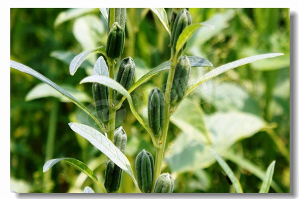 循环流化床锅炉内有传热历程有哪些？？？